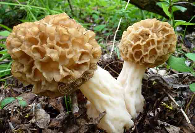 5 весенних грибов — знакомых и не очень. Описание, фото — Ботаничка