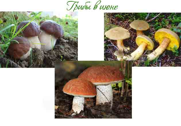 Фото к статье какие грибы можно собирать в июне