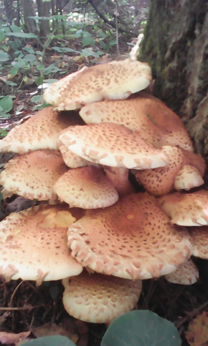 Подскажите пожалуйста, встречал часто вот такие грибы,что это за гриб и съедобен ли он?