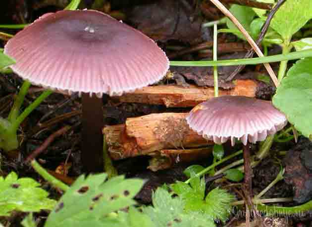 Фотография мицены чистой к описанию гриба