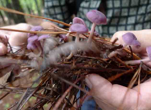 Как выглядит группа мицен чистых растущих на лесной подушке в сравнении с человеческими руками