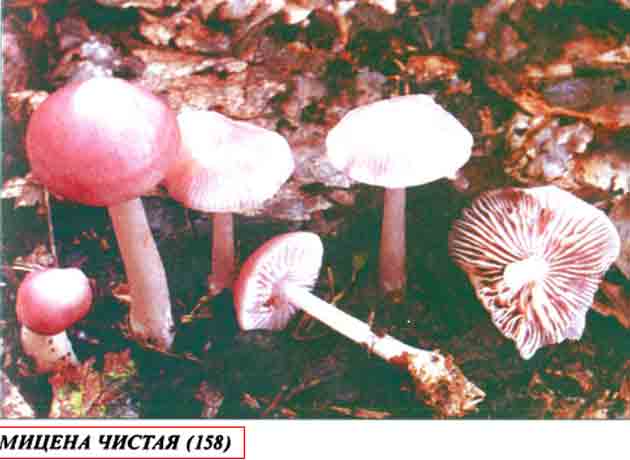 Страница из книги с изображением гриба