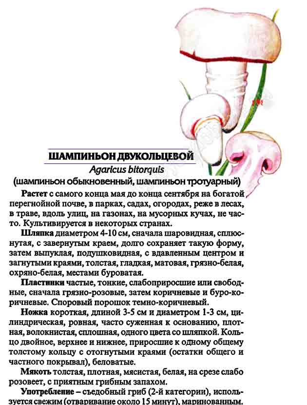 Картинка с изображением гриба шампиньона двукольцевого и подробное описание 