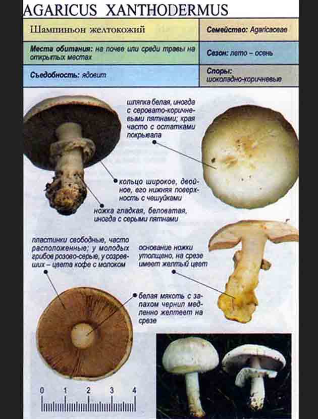 Описание из литературного справочника гриба шампиньона желтокожего