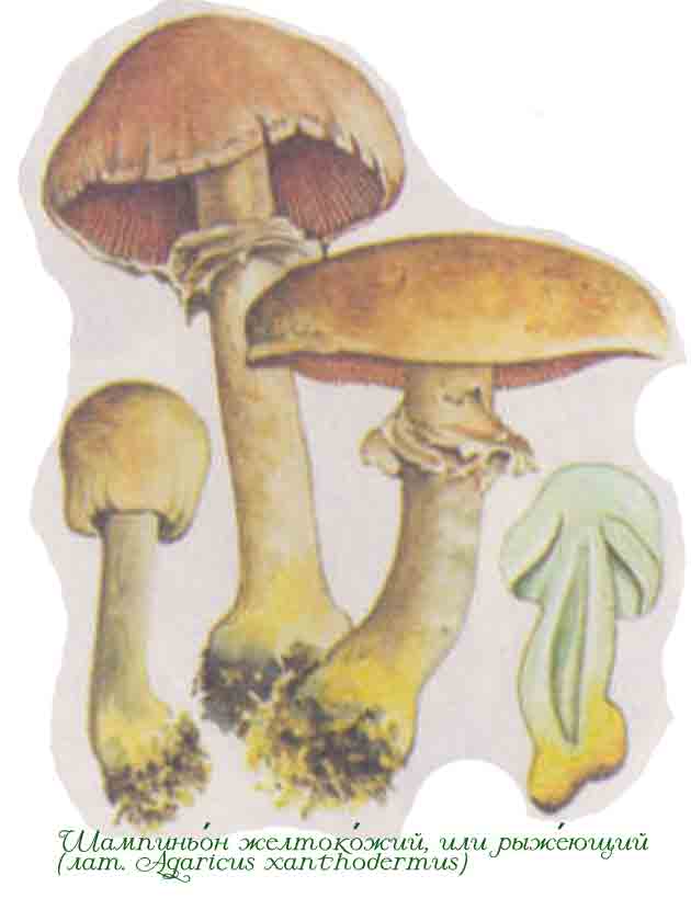 Картинка с изображением желтокожего шампиньона