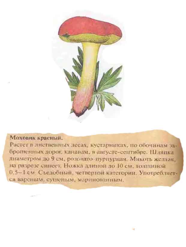 Описание грибов моховиков красных в картинках