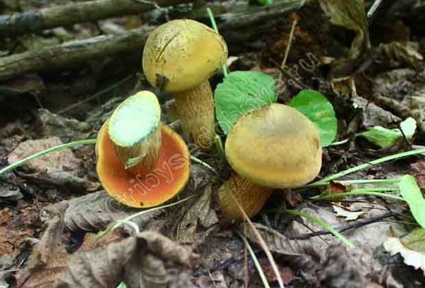 Три богатыря-дубовичка. На фото Вид грибов дубовиков сверху и снизу.
