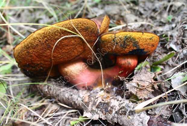 Переросшие грибы дубовики-седыши