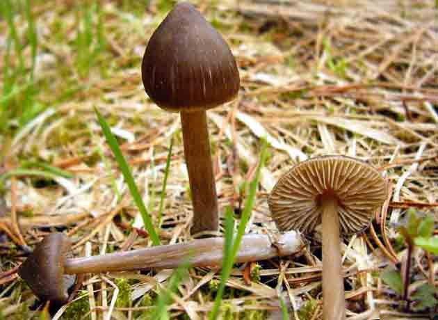 Весенние ядовитые грибы