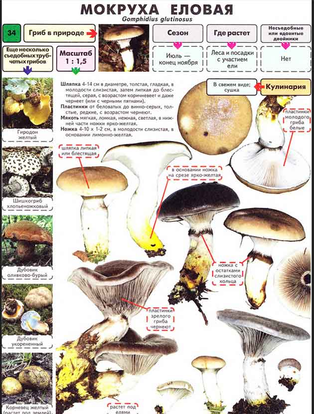 описание мокрухи еловой из справочника съедобных грибов М. Вишневского