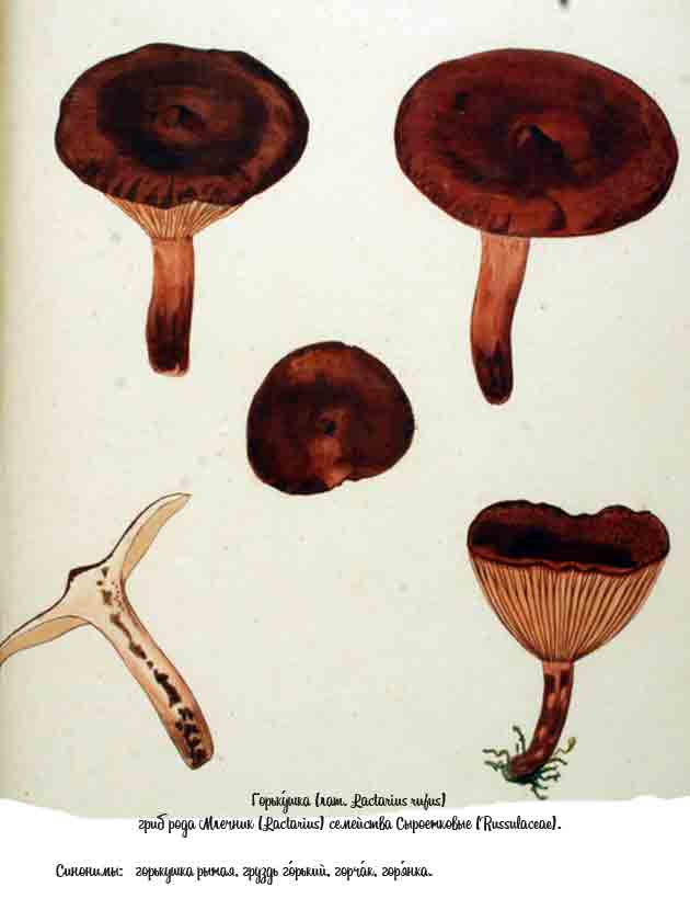 Картинка с изображением горькушки в разные периоды развития