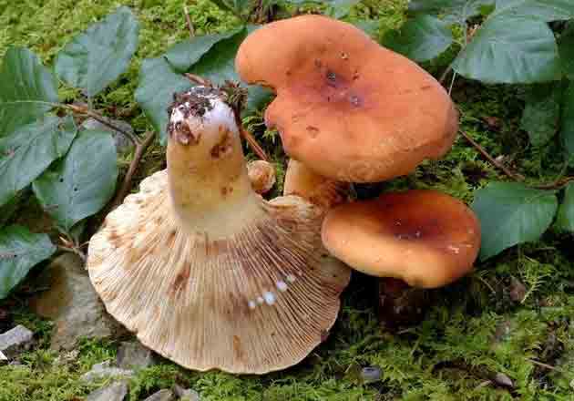 Фото грибов подорешников, растущих в широколиственно лесу