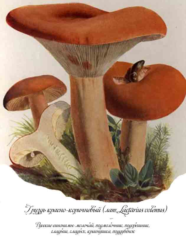 Картинка с изображением груздей красно-коричневых в разные периоды роста
