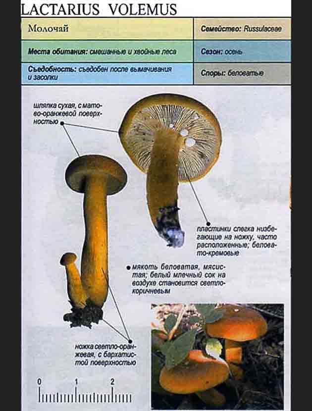 Описание гриба молочая или груздя красно-коричневого
