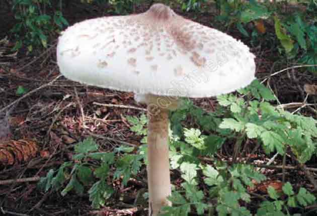 Гриб зонтик белый / Съедобные грибы, ягоды, травы