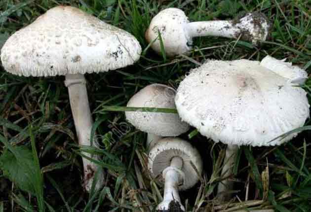 На фото представлен гриб зонтик белый (полевой) в разные циклы роста 