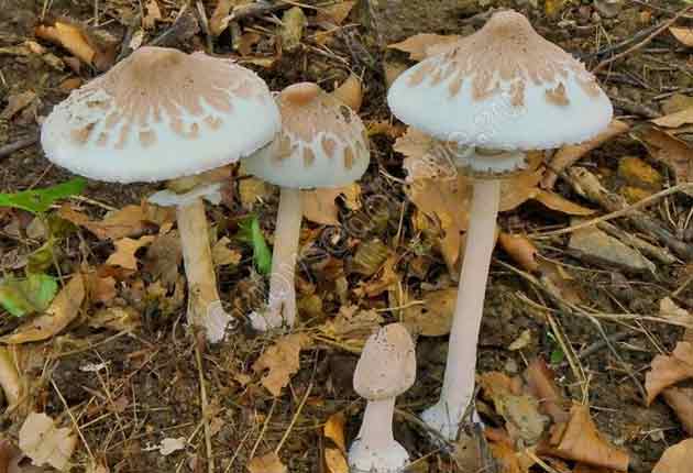 На фото семейка гриба-зонтика сосковидного в разных стадиях роста