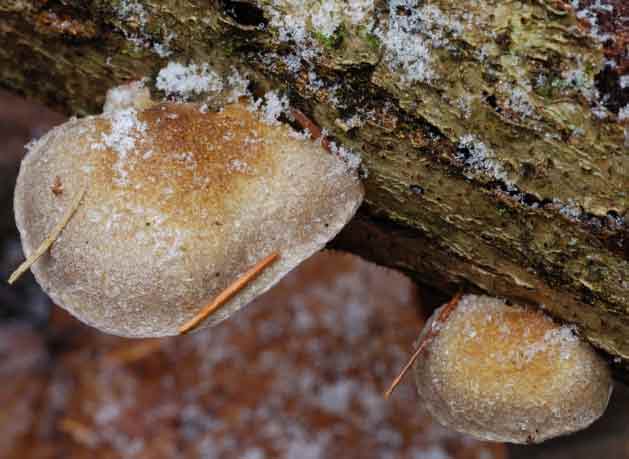 Вешенка осенняя одна из немногих грибов, которые можно собирать когда выпал снег