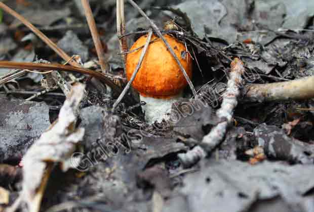 Молодой красноголовик. Возраст гриба около суток.