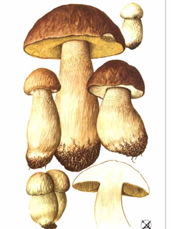 Изображение боровика или елового белого гриба в картинках