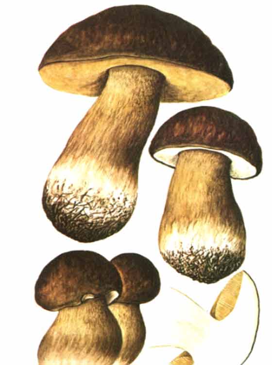 На картинке изображение белого гриба тёмнобронзовой формы на разных стадиях своего роста