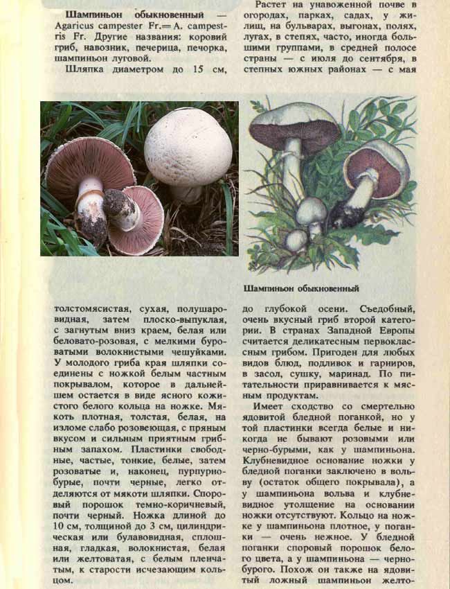 Описание шампиньона обыкновенного с картиками и фотографиями гриба