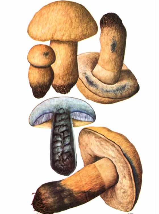 Гиропорус синеющий или гриб Синяк описание в картинках