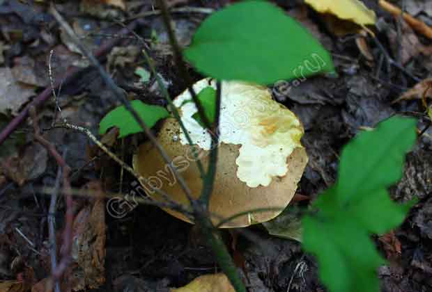 Покусанный гриб - вкусный гриб