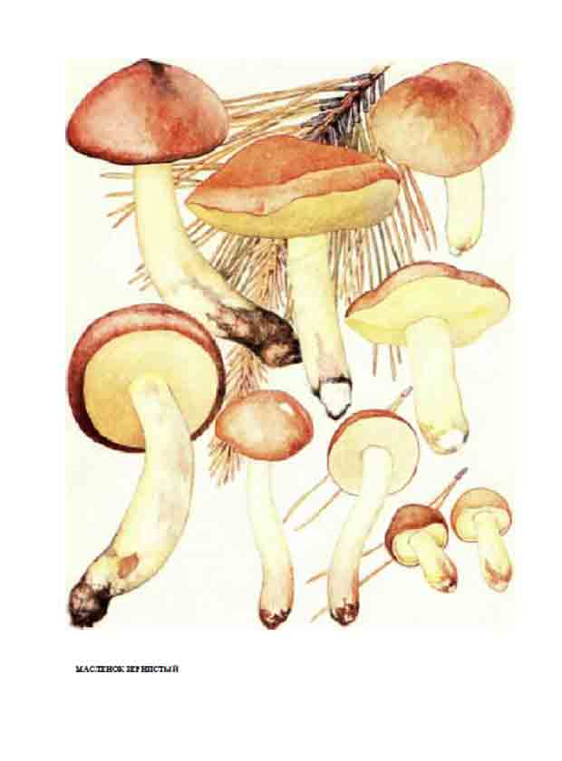Картинка гриба Маслёнка зернистого