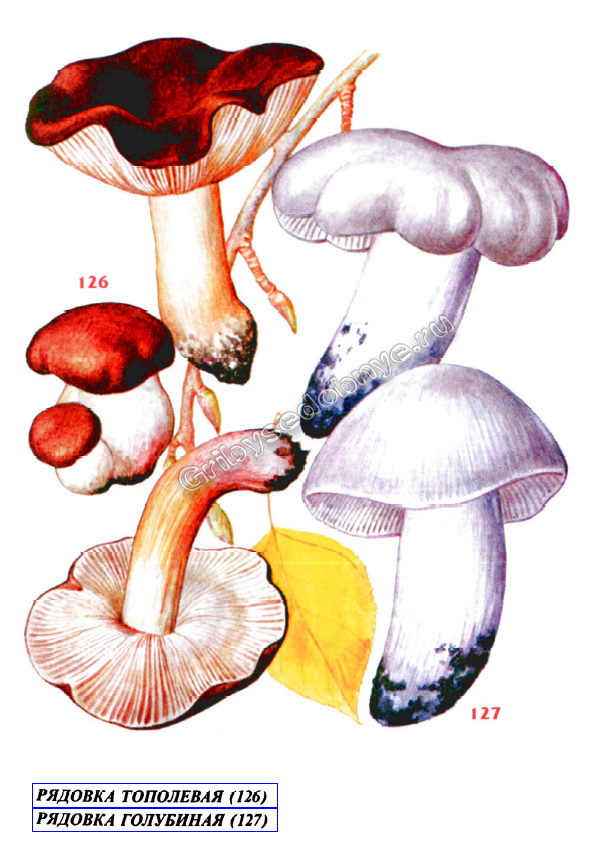 Картинка грибов подтопольников № 126