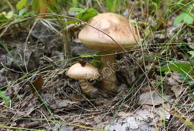 Фотография грибов подберёзовиков
