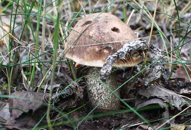 Подберёзовик обыкновенный фото гриба в осенней траве