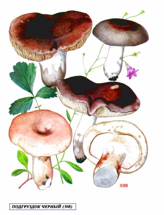Рисунок гриба подгруздка чёрного