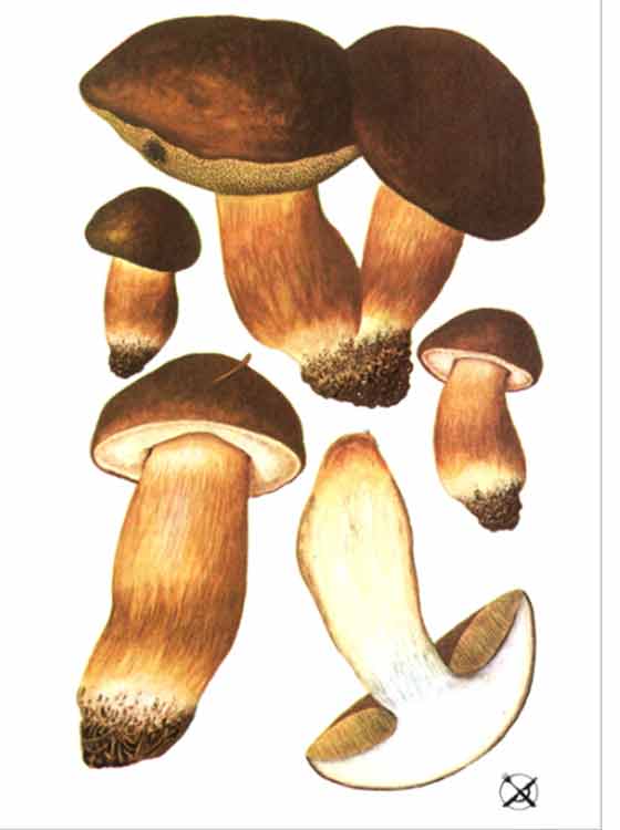 Польский гриб описание в картинках