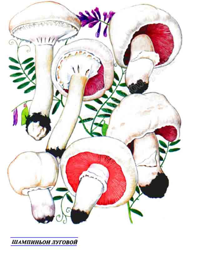 На фото изображение нарисованное гриба шампиньона обыкновенного
