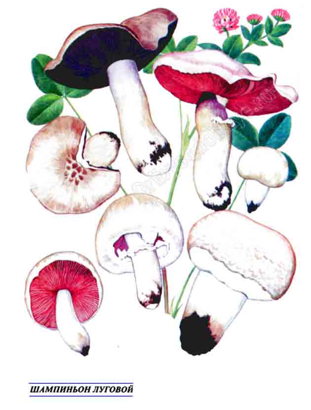 Картинка с изображением шампиньона обыкновенного
