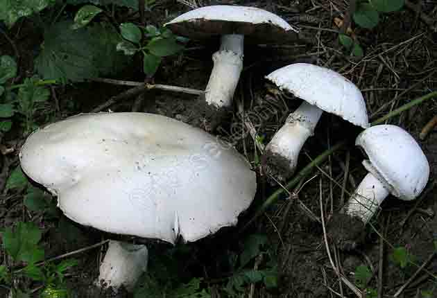 Фотография грибов шампиньонов