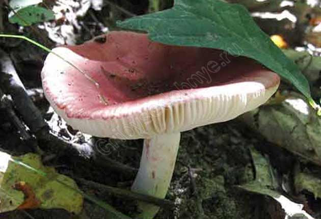 Взрослый гриб сыроежка пищевая фото