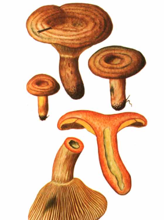 грибы рыжики описание с картинками