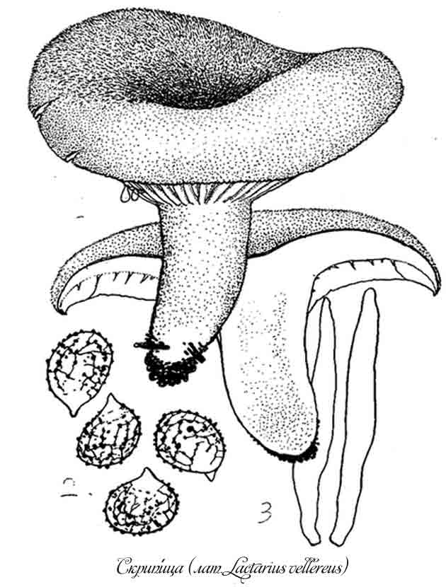 Картинка груздь гриб для дошкольников и для взрослых.