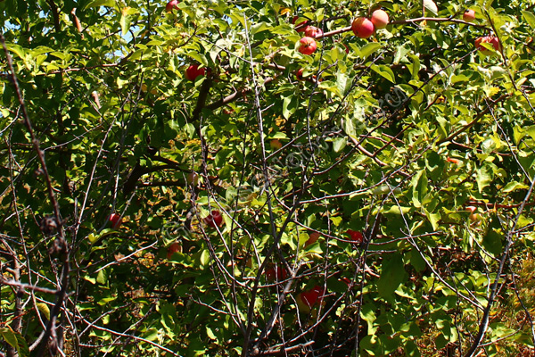 Лесные яблоки в непролазном буреломе фото