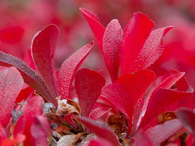 Краснеющие листья арктоуса делают растение полезным при декорации садов