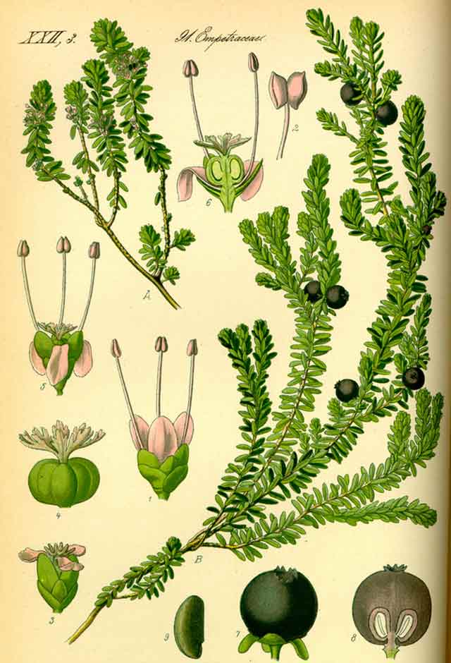 Водяника чёрная. Ботаническая иллюстрация Якоба Штурма из книги «Deutschlands Flora in Abbildungen» (1796).