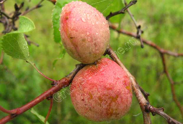 На фото плоды дикого абрикоса сибирского