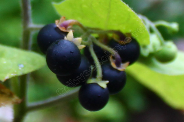 Спелые ягоды чёрного паслёна (поздники, бздники) фото в макрорежиме