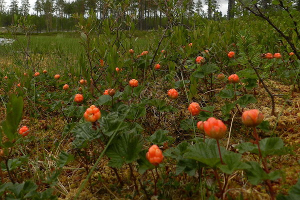 Только в нетронутых северных районах России встретишь такое изобилие. На фото поляна со спелыми ягодами морошки.