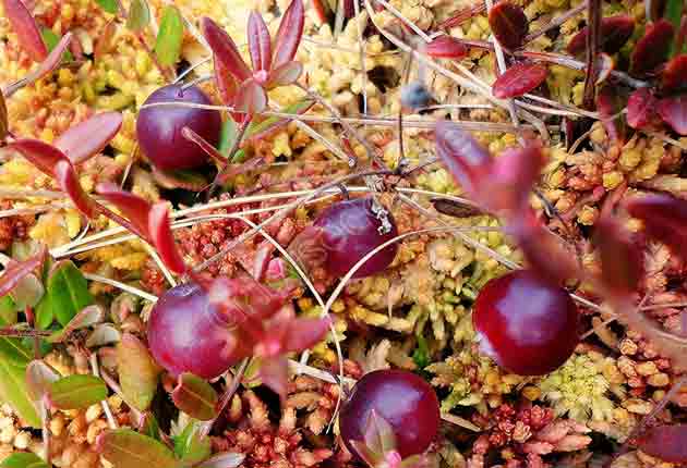 Фотография ягод клюквы в естесственных условиях