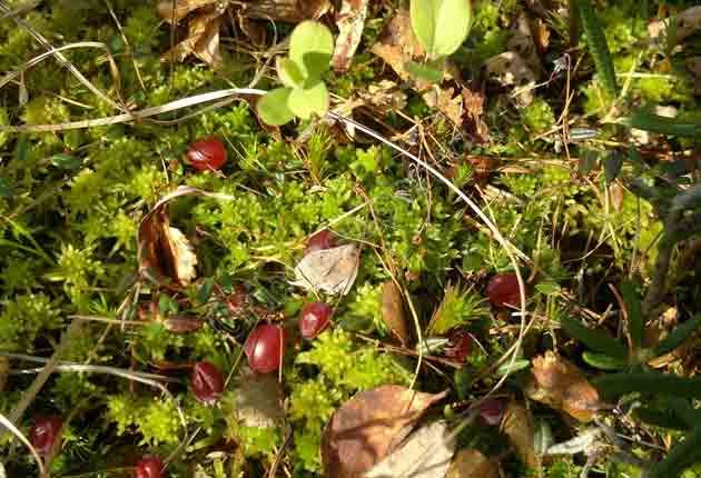 На фото ягоды клюквы на мшистой земле