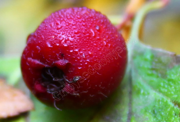 Спелая красная ягода боярышника фото
