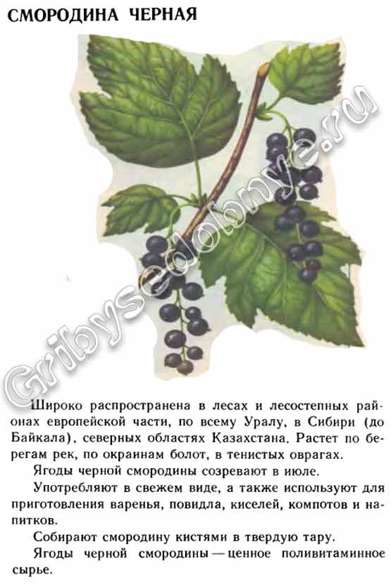 Смородина чёрная в дикой природе, где встречается, когда можно собирать ягоды, что приготовить